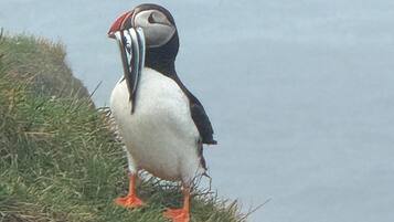 Apartment, 1 Bedroom