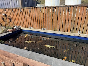 Un bassin à carpes koï, entouré d’une clôture en bois et d’une bordure bleue, le tout délimité par un bord en béton.