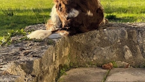 A dog sitting on a stone ledge. - Dordogne Maison & Gîte with Pool, Gardens and Terraces Near Bergerac (Pomport)