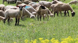 A herd of sheep grazing in a grassy field with trees in the background. - Gite du Souillet à la Ferme (Noyarey)