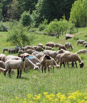 Unclassified image, 3 of 10, button - Gite du Souillet à la Ferme (Noyarey)