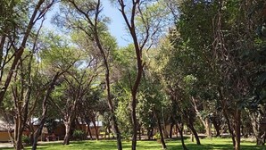 Ein Park mit einer Rasenfläche und Bäumen.