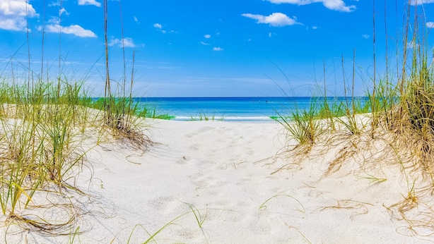 A sandy beach path leading to the ocean with tall grasses on either side.