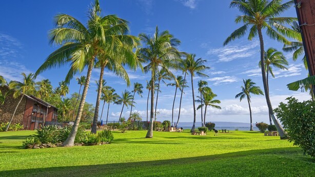 Un resort tropical con palmeras, una piscina y vista al océano.
