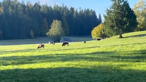 Nicht klassifiziertes Bild, 5 von 37, Schaltfläche