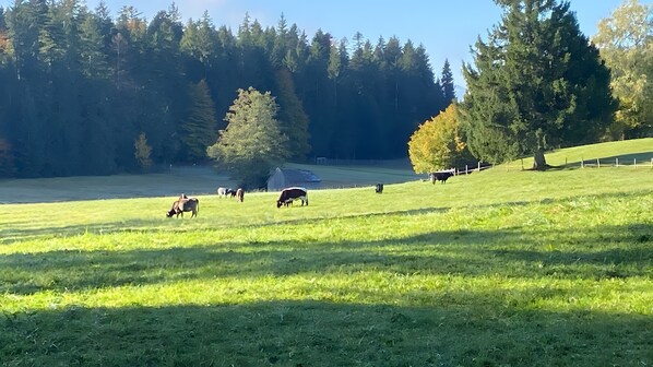 Unclassified image, 1 of 37, button - Pfoten und Berge Oberreute (Oberreute)