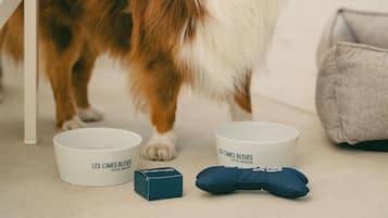 A dog standing next to a white bowl and a blue cushion on a concrete floor.