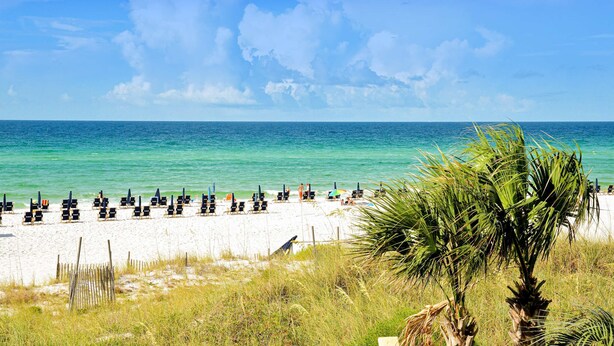 Ein Strand mit Liegestühlen und Sonnenschirmen, eine Palme und das Meer.