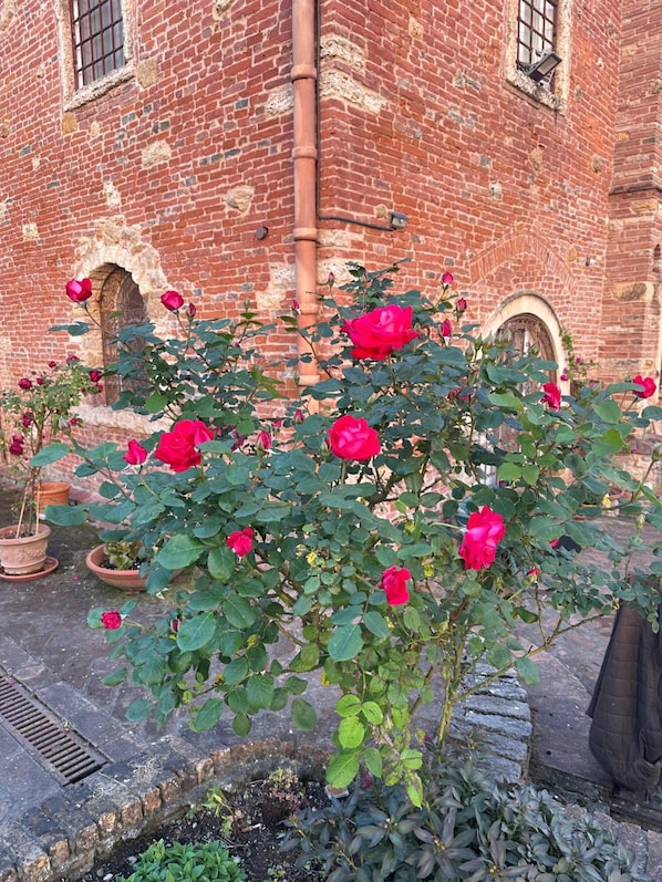 A brick building with a rose bush in the foreground.