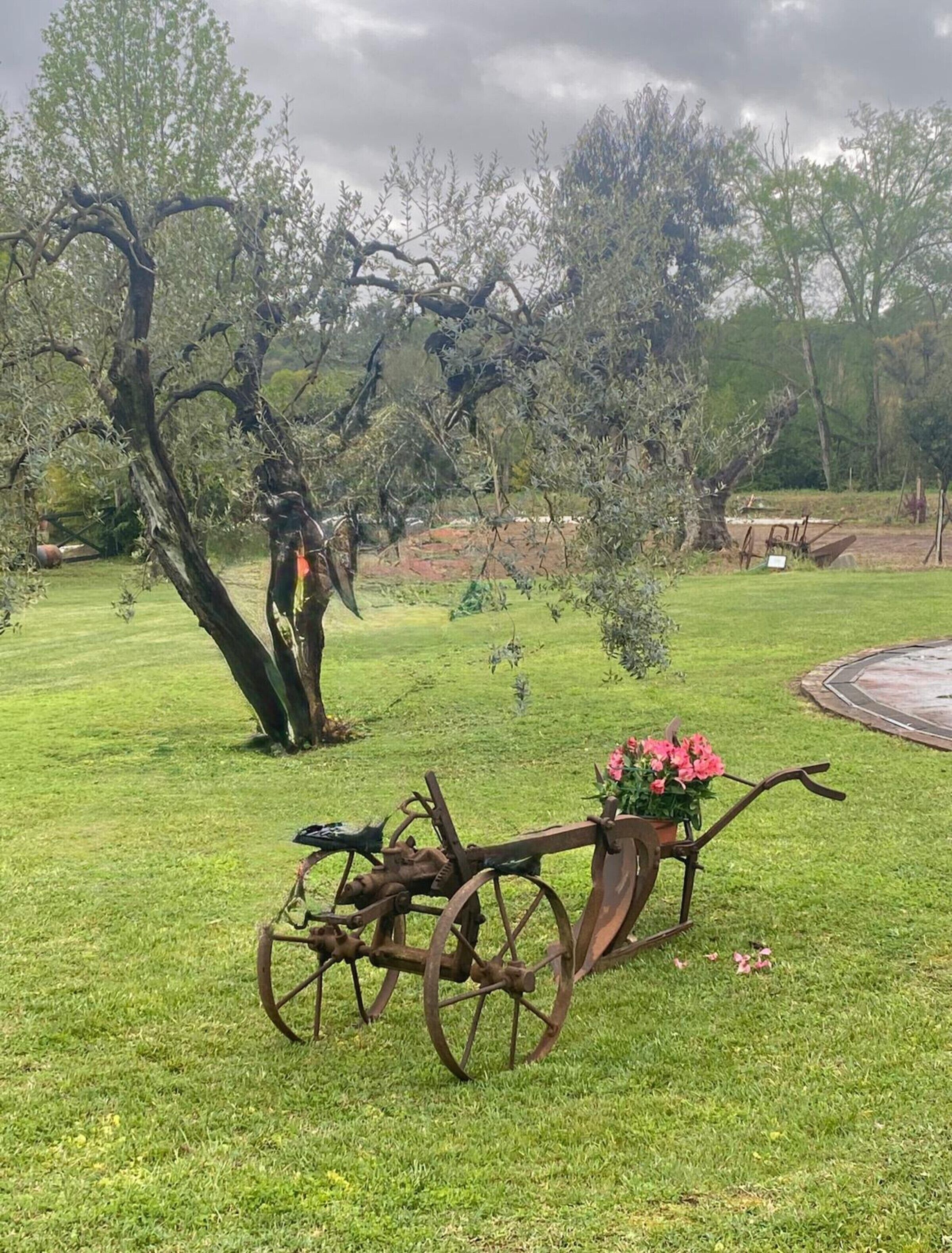 Eine ländliche Außenansicht mit einem großen Baum, einem alten Pflug und einem Blumentopf.
