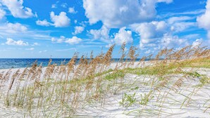 Ein Strand mit Dünen und hohem Gras.