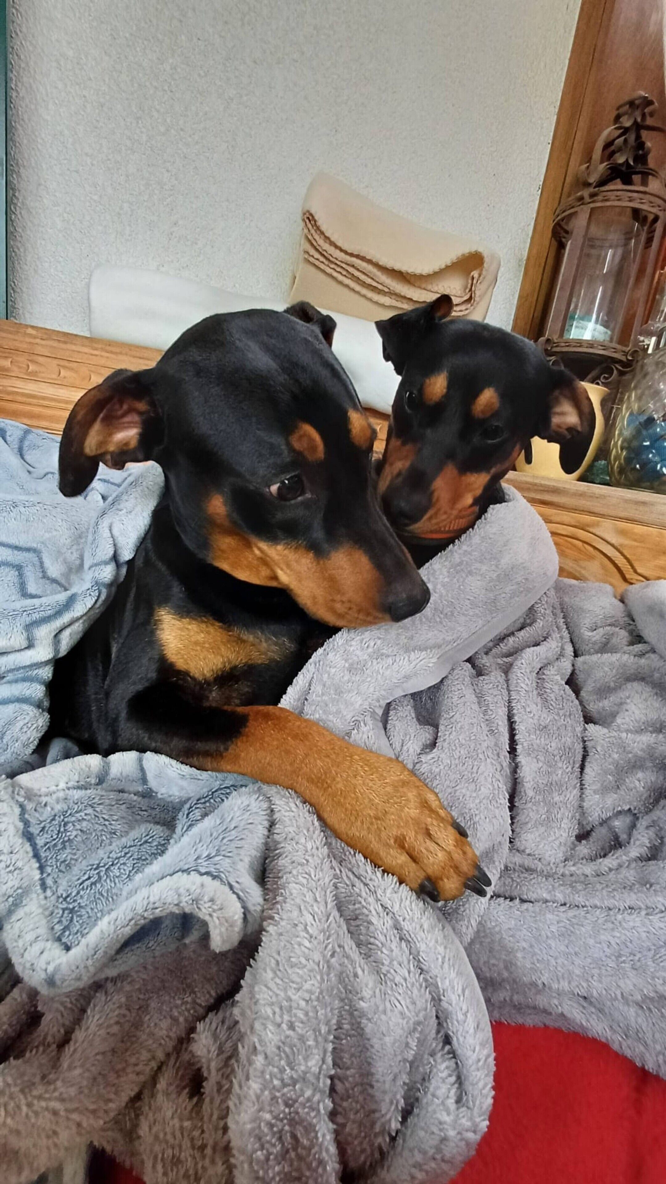 Two dogs resting on a bed with a blanket.