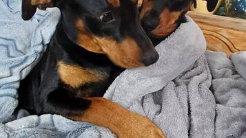 Two dogs resting on a bed with a blanket.
