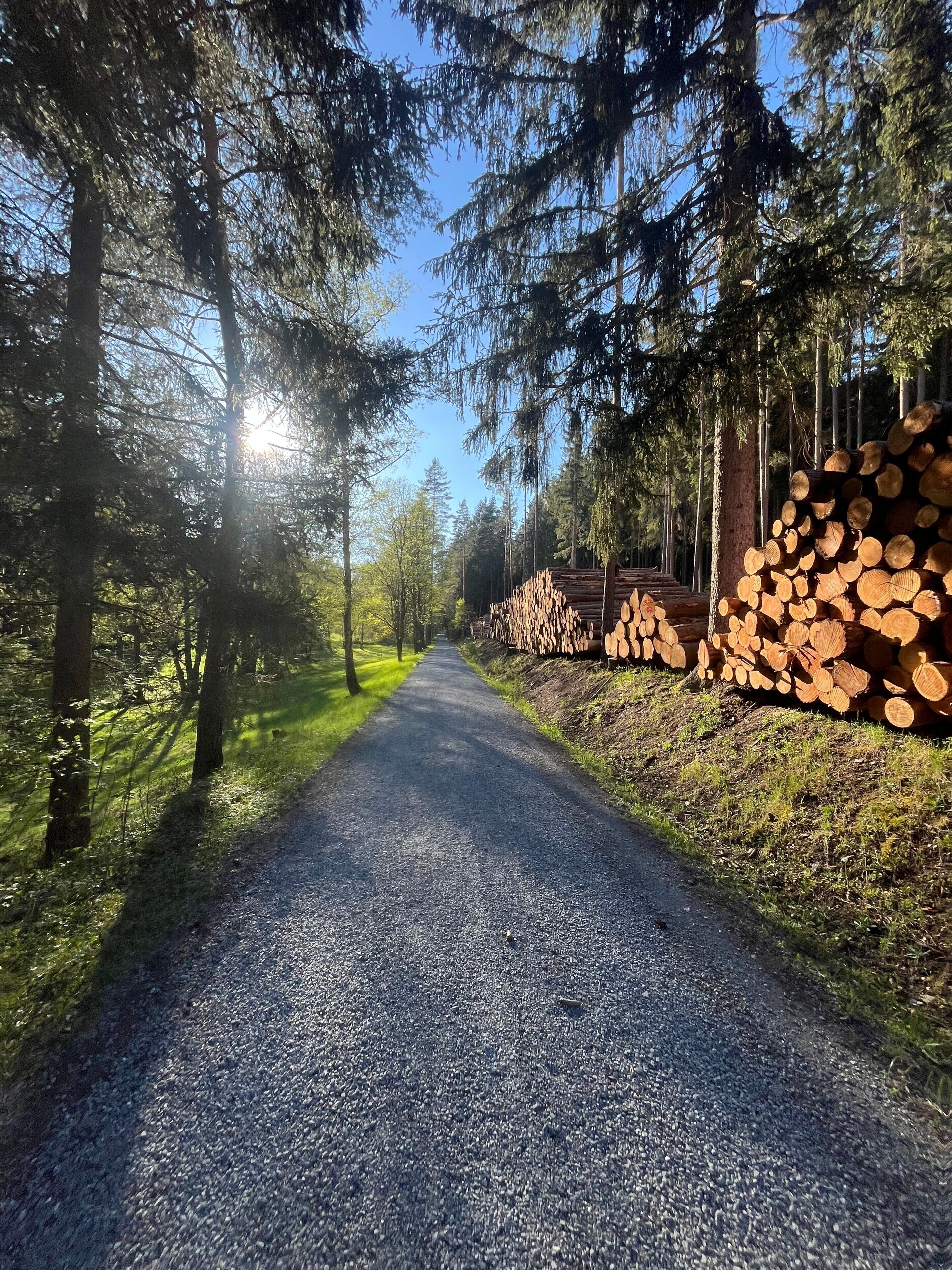 Ein asphaltierter Weg, gesäumt von Bäumen und einem Holzstapel.