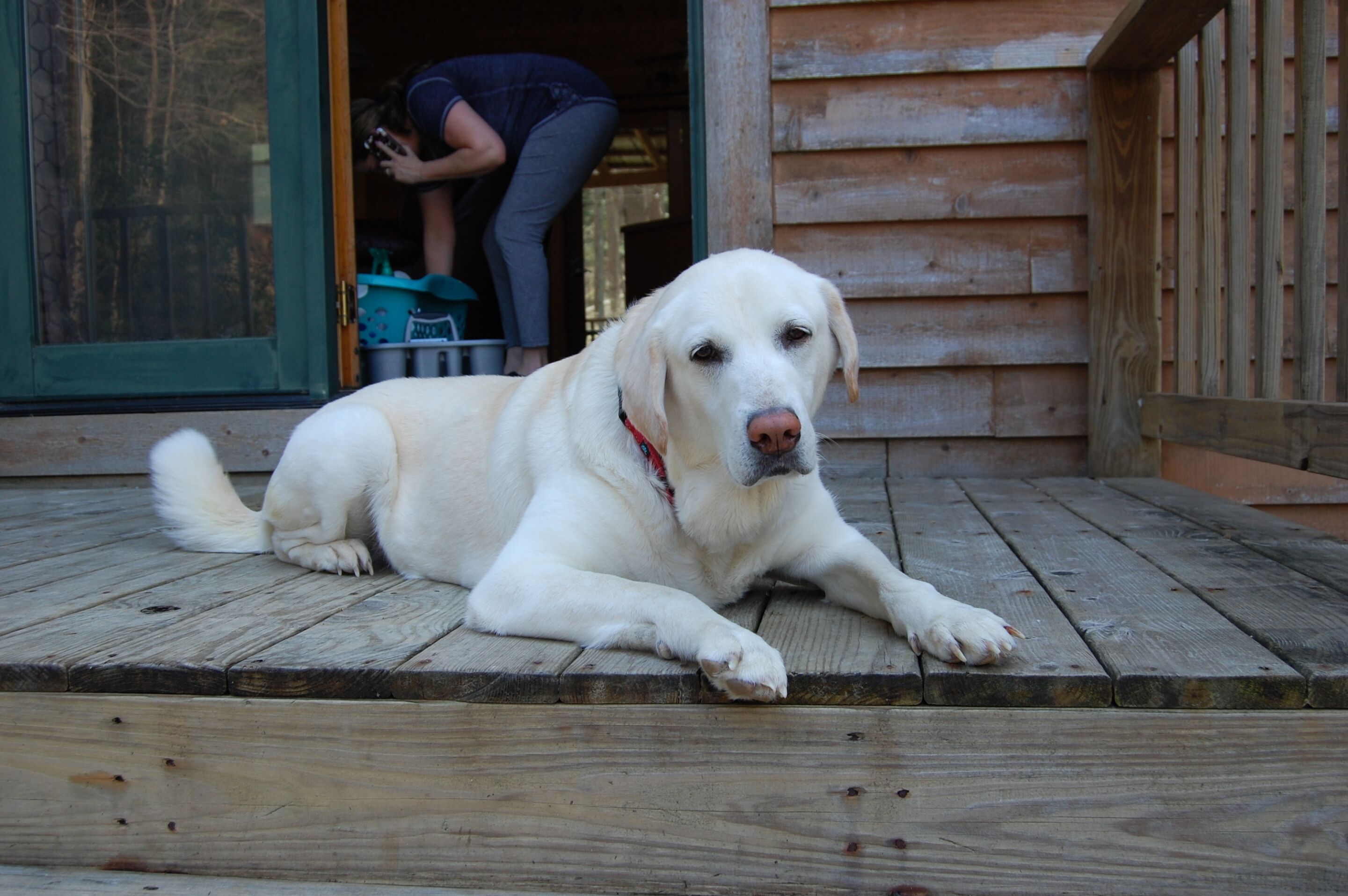 Un chien blanc est allongé sur une terrasse en bois devant un bâtiment également en bois.