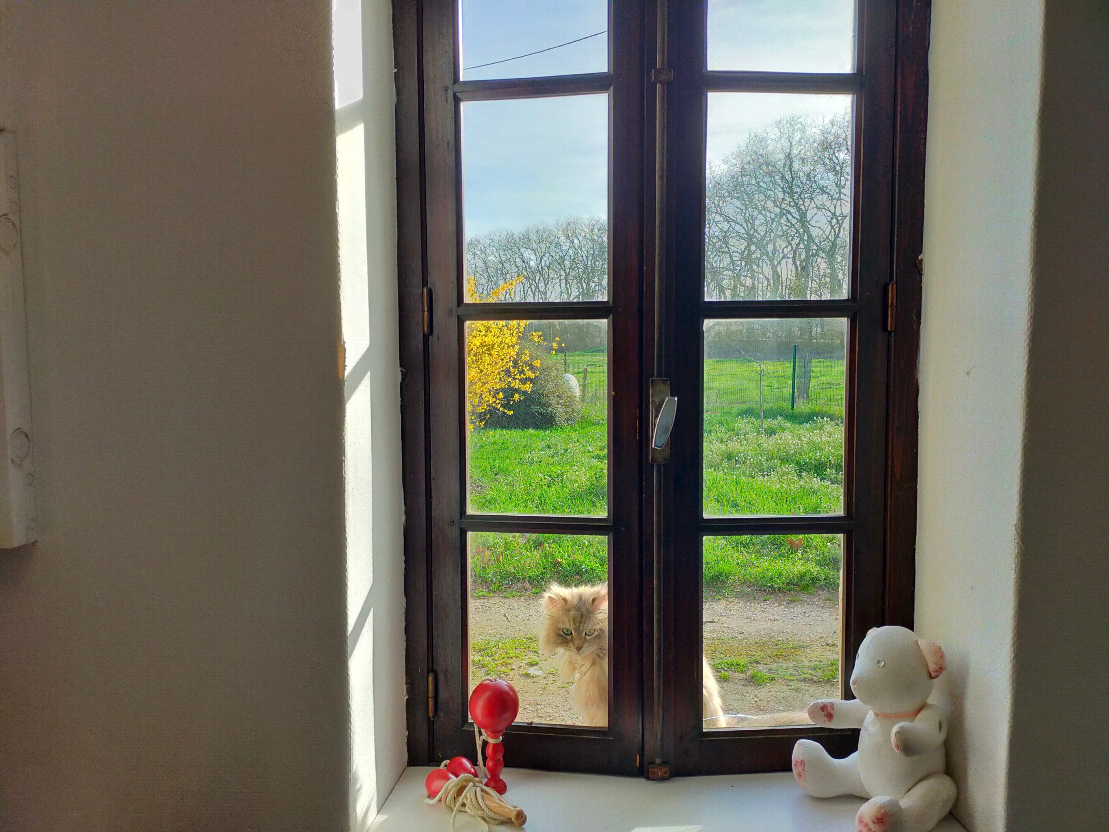 Ein Fenster mit Blick auf einen Garten, einer Katze und einem Stofftier.