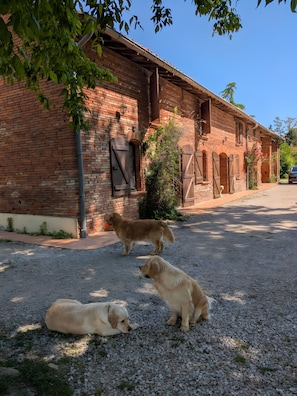 A brick building with a gravel driveway, a dog, and a dog lying down.