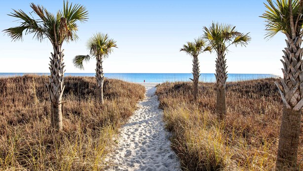 A sandy path flanked by palm trees leading to a beach. - Convenient condo with WiFi, W/D, shared pool, tennis, & bocce, and more (Panama City Beach)