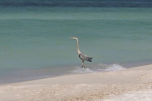 Beach - Dog-friendly vibrant home with jetted tub - 2 miles to beach (Panama City Beach)