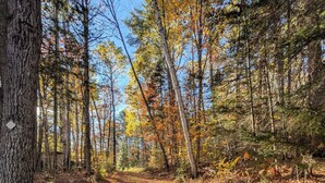 Un sendero en el bosque con árboles y hojas caídas.