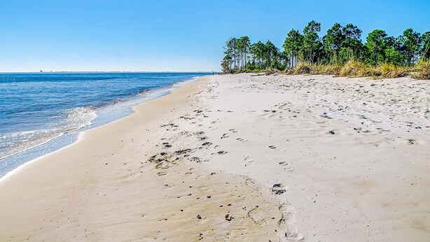 Ein Strand mit blauem Himmel, sandigem Ufer und einer Baumreihe.