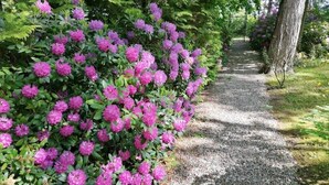 Un chemin de gravier bordé d’arbustes denses aux fleurs roses.