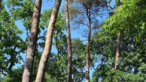 De grands arbres à feuillage dense, sous un ciel bleu et dégagé.