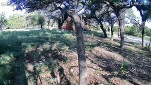 A natural outdoor area with trees and a grassy path. - Hill Country Cabin 4 | Cozy Couples Retreat (Canyon Lake)