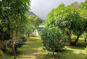 A lush garden with various trees and a building in the background. - Villa Matias: A Cozy Corner in the Antón Valley, Panama. (El Valle de Antón)