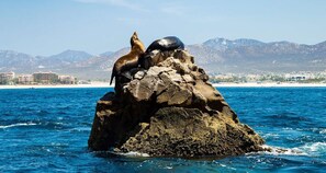 Unclassified image, 4 of 18, button - Get your VITAMIN SEA! !-Bedroom in Los Cabos! Fantastic ocean front view! (San José del Cabo)