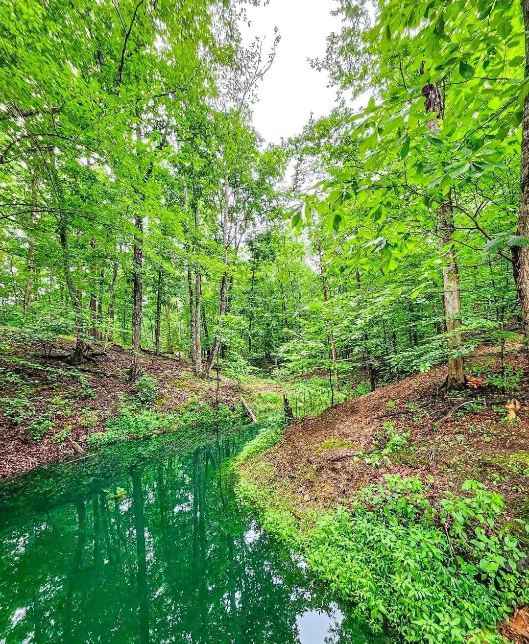 A forested area with a clear water body reflecting the surrounding greenery.