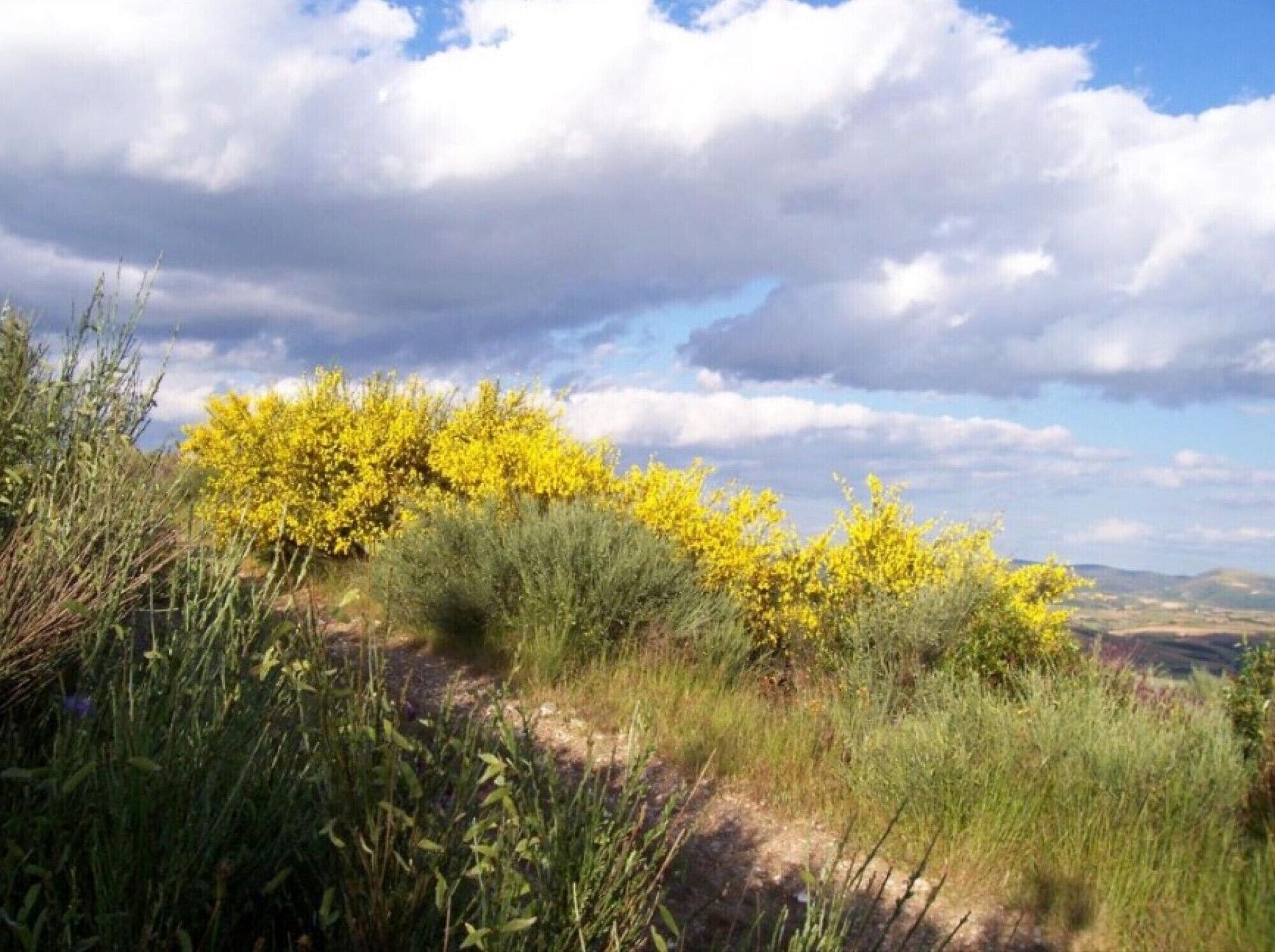 Eine natürliche Landschaft mit gelb blühenden Büschen und blauem Himmel.