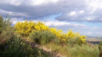 Eine natürliche Landschaft mit gelb blühenden Büschen und blauem Himmel.