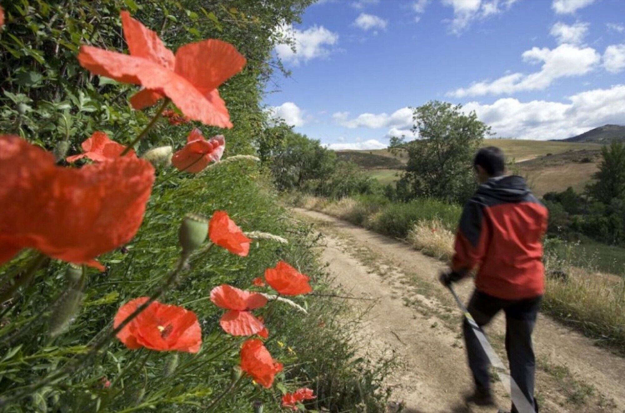 Eine Person geht auf einem Feldweg, umgeben von viel Grün und roten Blumen.