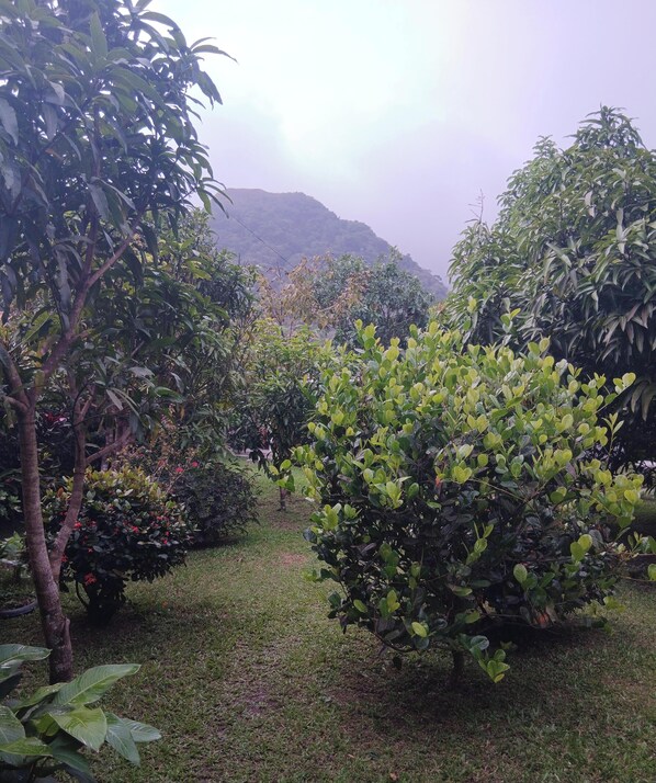 Ein Garten mit verschiedenen Sträuchern und Bäumen, einer Rasenfläche und einer hügeligen Landschaft im Hintergrund.