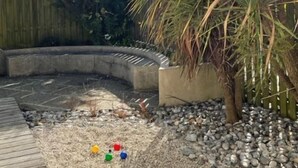 En trädgård med en träaltan, en betongplanterare med en palm och ett område med grus och färgglada bollar.