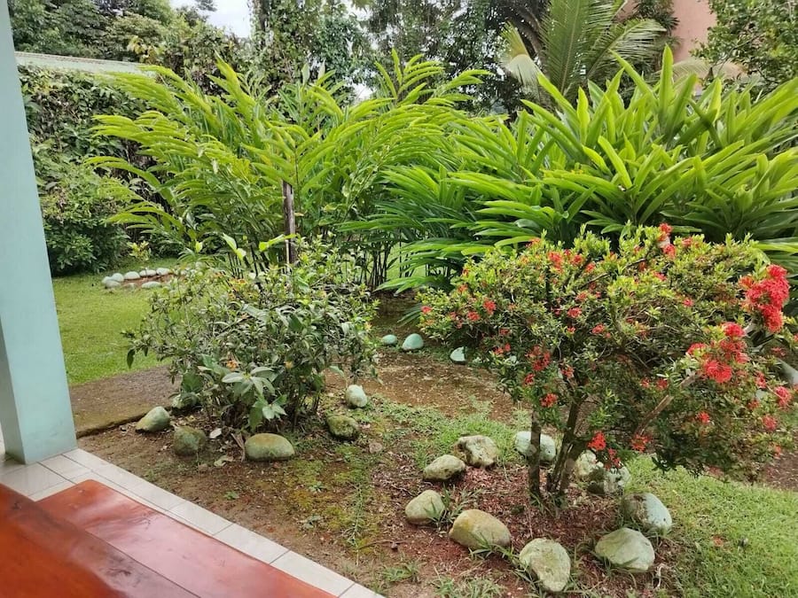 A garden with various plants and rocks.