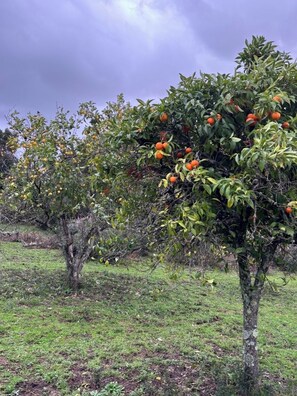 Botón de imagen sin clasificar, 3 de 11