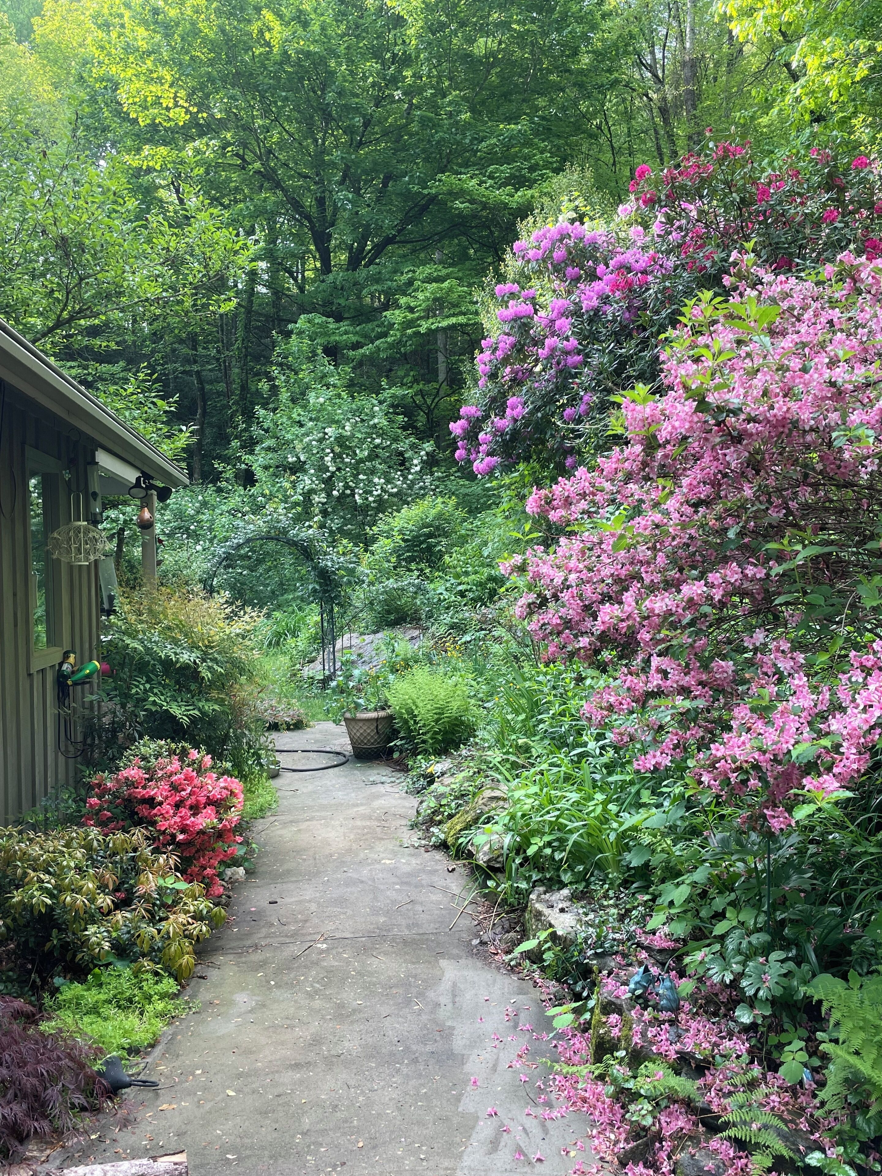 Un sentier de jardin bordé de différentes plantes et fleurs, menant à un bâtiment dont l’entrée est bien visible.