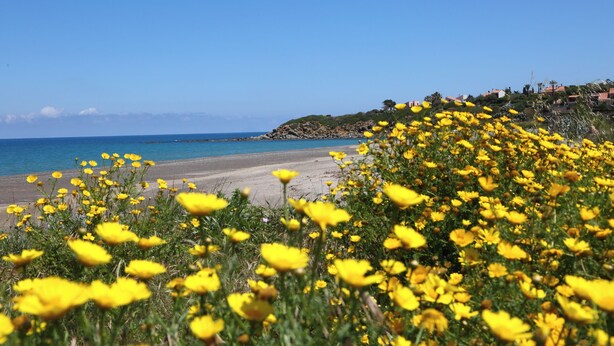 Een strand met gele bloemen op de voorgrond en een helderblauwe lucht.
