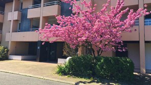 Un immeuble à plusieurs étages, avec un arbre à fleurs roses en premier plan.