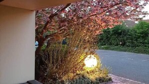 Un área ajardinada con un jardín de rocas y un árbol ornamental de hojas rosadas.