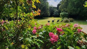 Un giardino con fiori rosa e verdeggiante vegetazione.