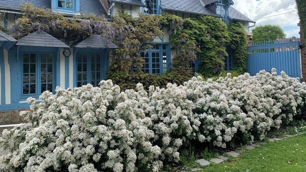 Una casa tradicional con fachada azul, una chimenea destacada y un jardín bien cuidado con arbustos blancos florecientes.