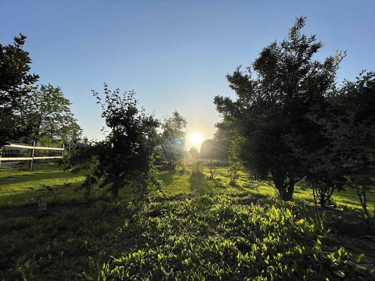 Um campo gramado com árvores e uma cerca ao fundo.