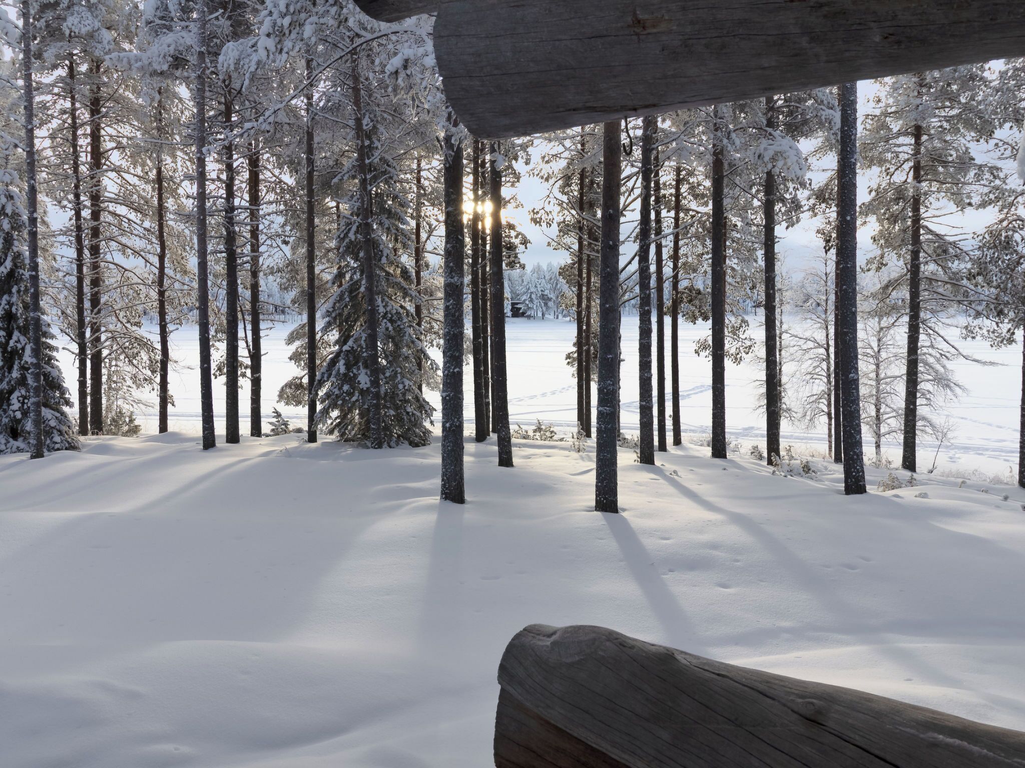 Un bosque nevado con árboles altos y una estructura de madera.