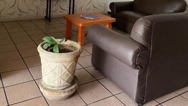 Un salon avec un canapé en cuir marron, une petite table en bois, une plante en pot, un téléviseur fixé au mur et un papier peint à motifs.