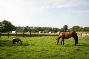 A grassy field with two horses grazing. - Luxury Cabin with Hot Tub and Pergola in Yorkshire (Northallerton)
