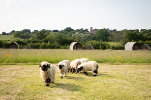 A group of sheep in a field with several wooden structures in the background. - Luxury Cabin with Hot Tub and Pergola in Yorkshire (Northallerton)