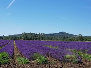 Unclassified image, 3 of 24, button - Quiet little house with large garden on the Rhône agricultural plain (Châteauneuf-du-Rhône)